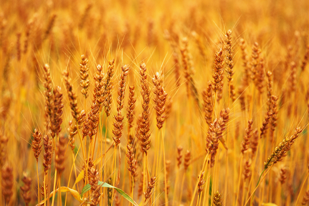 Golden Wheat in June