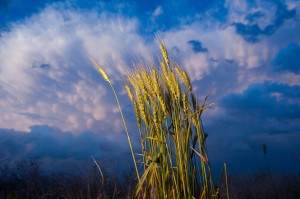 Wheat Against Dark Sky