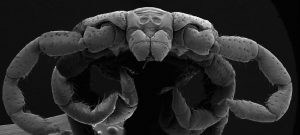 Microscopic photo of a tick