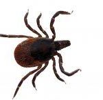 Photo of a tick